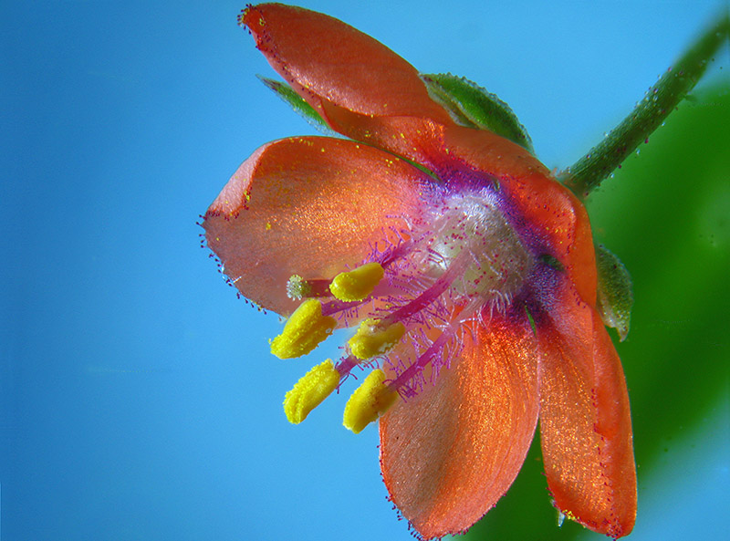 Lysimachia arvensis / Mordigallina